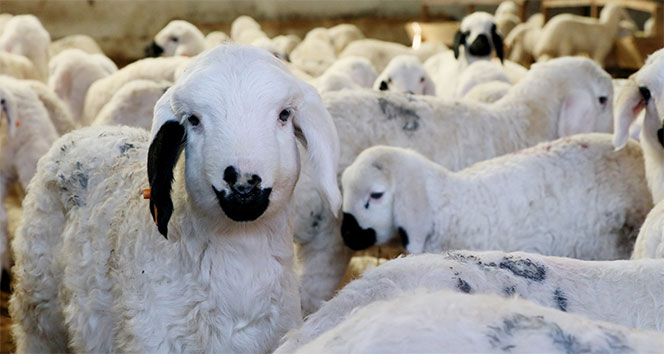 Küçükbaş sayısı 50 milyonu aştı