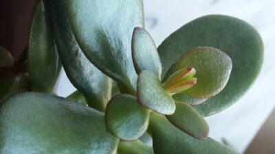 Evinde bu çiçekten olan yaşadı…