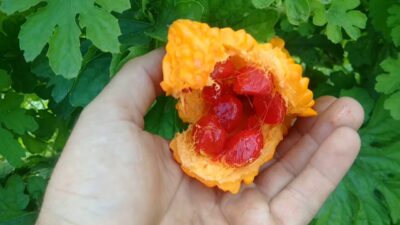 Kudretinden sual sorulmaz! O hastalığa…