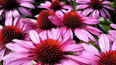 Tedavi edemeyeceği hastalık yok gibi!