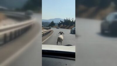 Bursa’da otoyola çıkan koç otomobillere meydan okudu