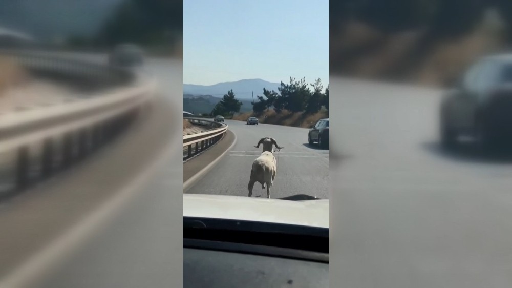 Bursa’da otoyola çıkan koç otomobillere meydan okudu Bursa’da otoyola çıkan koç otomobillere meydan okudu