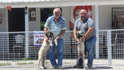 Bursa’da bayramda köpek otelleri yüzde yüz doldu