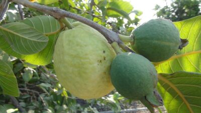 Meyvelerin kral ve kraliçesi…