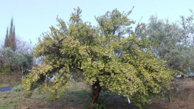 Yaprağının suyu üzüm suyu ile karıştırılıp içilirse…