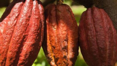 Demir ihtiyacını tek başına karşılıyor!