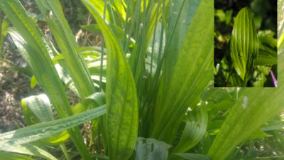 İsmi agresif, kendisi şifa dolu! Var olan hastalıkların…