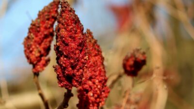 Yüksek ateşi düşürerek beyin sağlığını korur. Kaynatıp suyunu için…