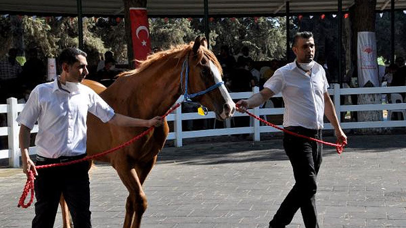 Bursa'da, Karacabey Tarım İşletmesi'nde (TİGEM) yetiştirilen Arap yarış tayları, görücüye