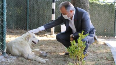 Tedavi altına alınan kanserli köpeğe Başkan Aktaş şefkati