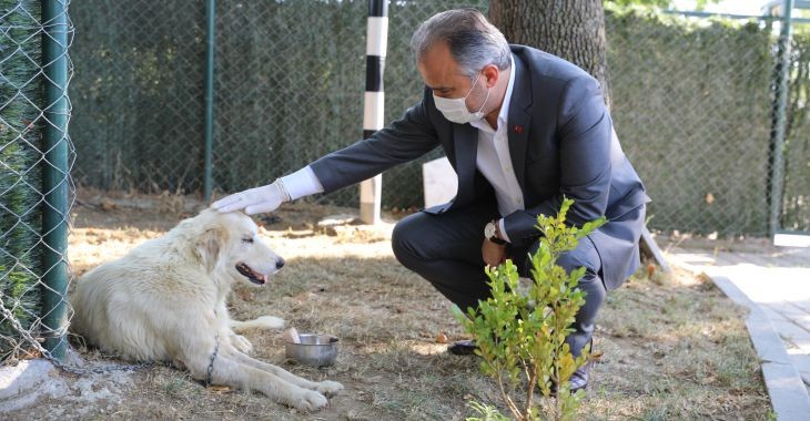 Tedavi altına alınan kanserli köpeğe Başkan Aktaş şefkati Tedavi altına alınan kanserli köpeğe Başkan Aktaş şefkati