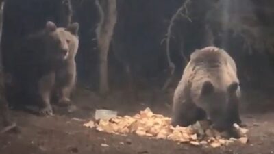 Uludağ’da aç kalan ayılar kamp alanına indi