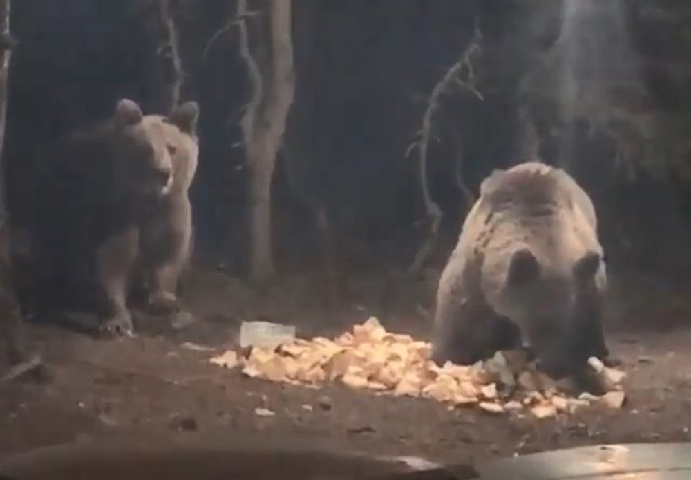 Uludağ’da aç kalan ayılar kamp alanına indi Uludağ’da aç kalan ayılar kamp alanına indi