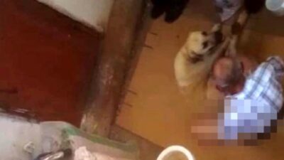 Hortumla bağladığı köpeğe tecavüz eden zanlı hakkında karar verildi