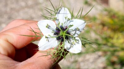 Ciğerlere iyi geldiği için korona sonrası talep artınca fiyatı 3 kat arttı…