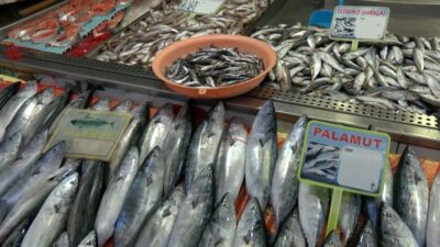 Tezgahlar palamutla doldu, hamsi bekleniyor
