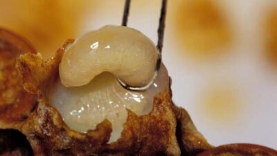 İçerisinde olmayan yok! Doğurganlığı, libidoyu arttırabiliyor alzheimer tedavisine…