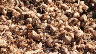 Ona ‘mucize bitki’ diyorlar!