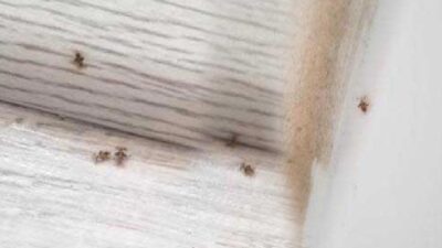 3 ilçeyi böcekler istila etti! ‘Isırıyorlar, endişeliyiz’