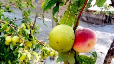 Bilim insanları bu durum karşısında şaşkın!