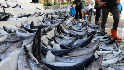 Balıkçılar açıkladı: Bir daha bu fiyata düşmez