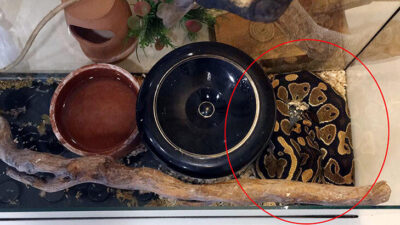 Tefecilerden korkunç yöntem! Senedi imzalamayanların üzerine piton bırakmışlar