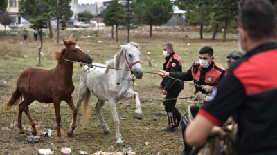 Başıboş atlar yakalandı