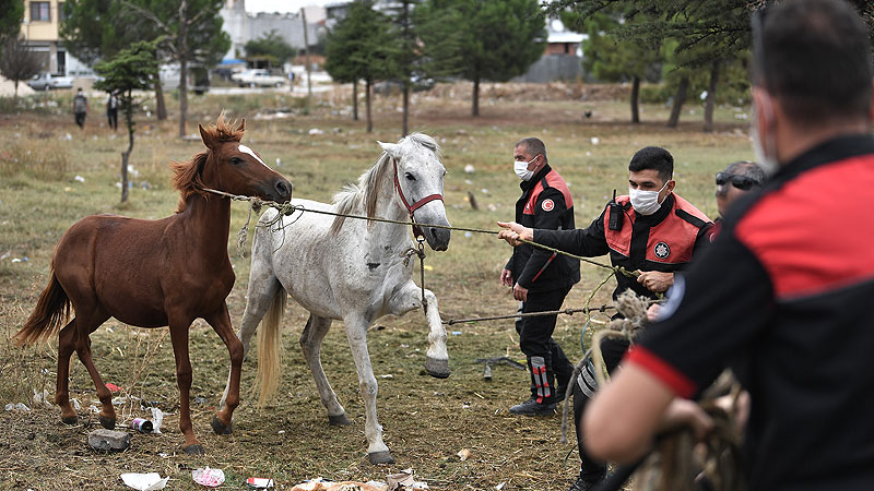 Başıboş atlar yakalandı