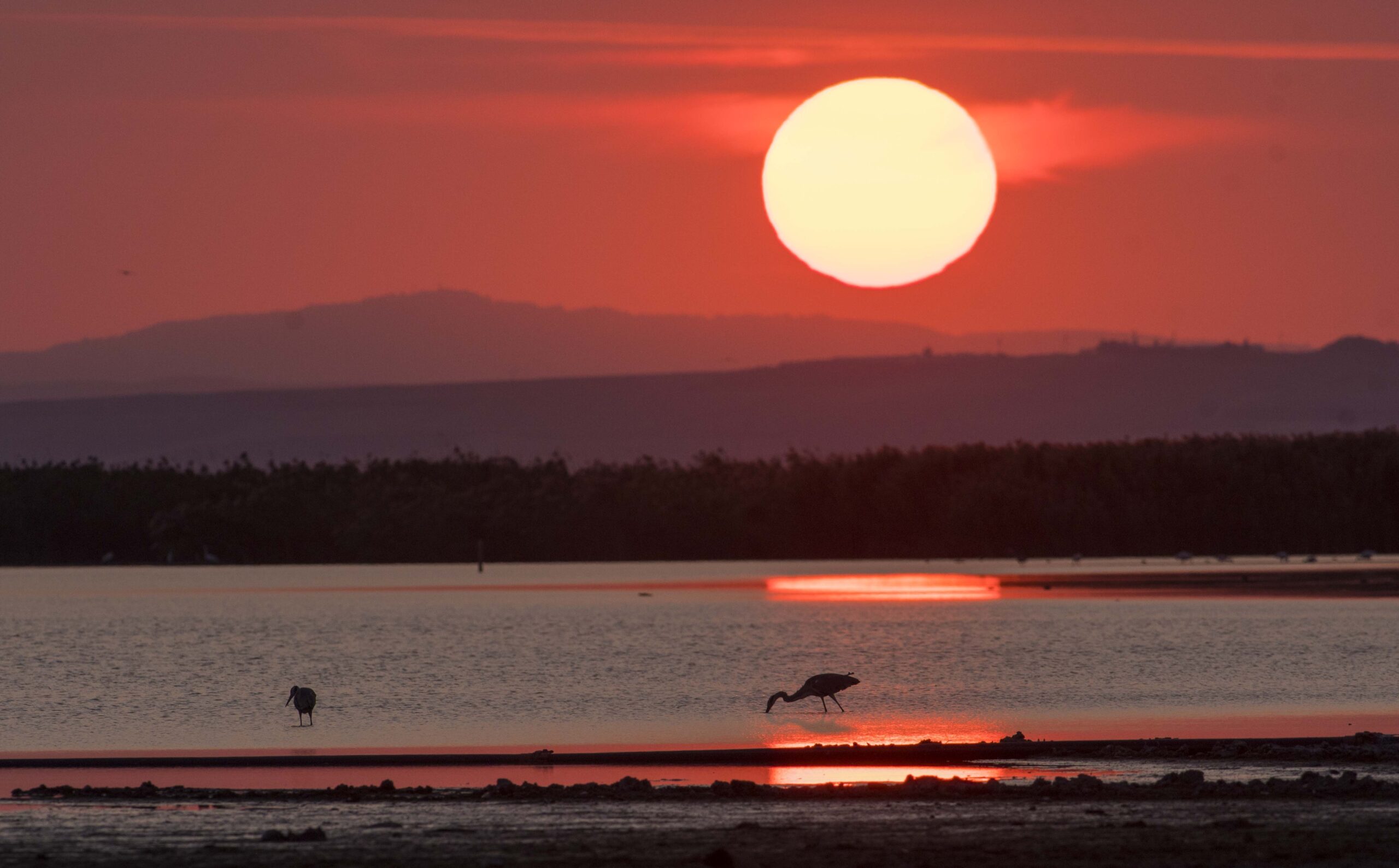 Kuş Cenneti’nde kartpostallık görüntüler Kuş Cenneti’nde kartpostallık görüntüler