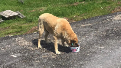 Can dostlar Osmangazi’ye emanet