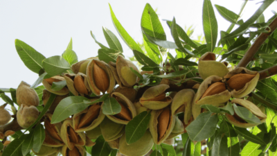 Dünyanın en yararlı gıdası olduğu ortaya çıktı! Kilo vermeye yardımcı…