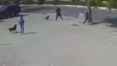Vicdansız! Sokak köpeğini silahla öldürdü… 10 bin TL ile serbest