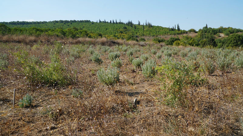 Bakanlık’tan ‘Mustafakemalpaşa Bal Ormanı’na onay
