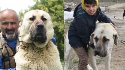 Valiler arasında ‘Anadolu aslanı’ atışması