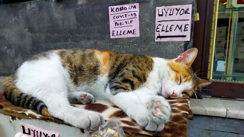 Bursa’da kedisi uyandırılmasın diye bu yazıyı astı