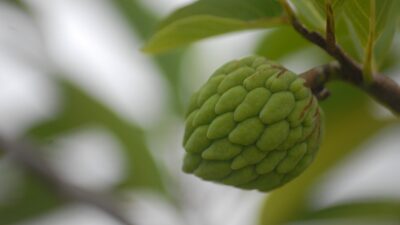 C vitamini deposu, bağışıklığı artırıyor…