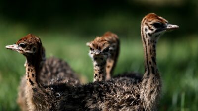 Bursa Hayvanat Bahçesi’nde devekuşu yavrusu sevinci yaşanıyor