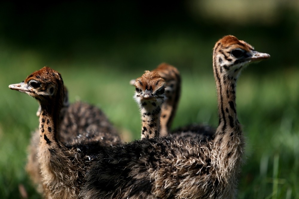 Bursa Hayvanat Bahçesi’nde devekuşu yavrusu sevinci yaşanıyor