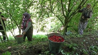 İnegöl’de kızılcık hasadı başladı
