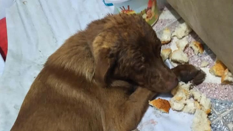 Bursa'nın Mustafakemalpaşa ilçesinde köpeğe çarpan sürücü, durmadan yoluna devam etti.