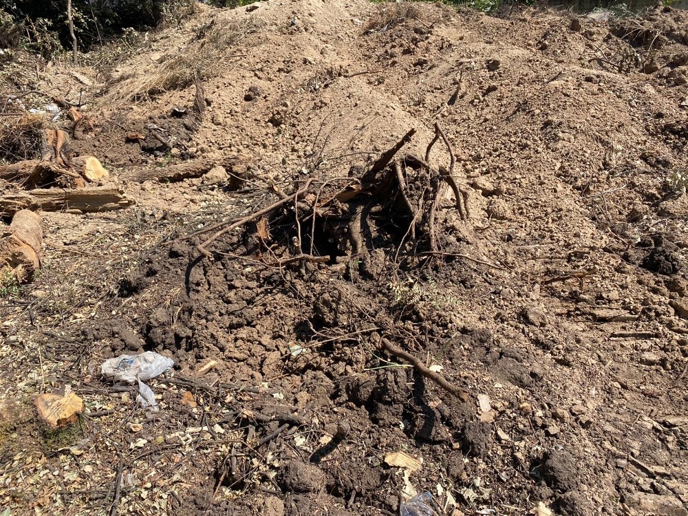 Bursa’da ağaç katliamı