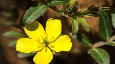 Sporcular tercih ediyor! Fiziksel performansı, kas gücünü, dayanıklılığı artırır…