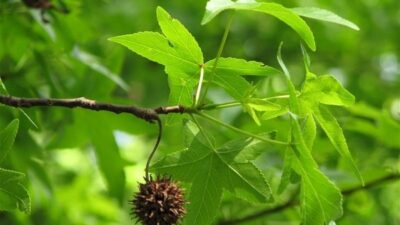 Etkisi kanıtlanmış! Karaciğer hasarını engellediği…