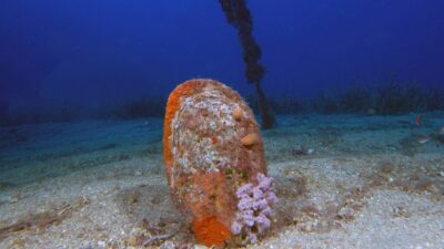 Akdeniz’de parazit tehdidi! Sayıları giderek azalıyor…