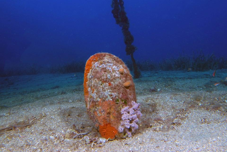 Akdeniz’de parazit tehdidi! Sayıları giderek azalıyor…