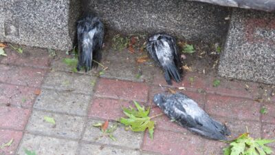 Dolu kuşları da vurdu