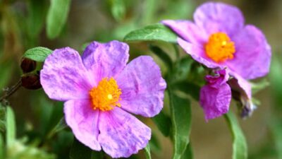 Korona virüsten koruyor! 10 dakikalık temas, ölümcül virüsü etkisiz hale getirmek için yetiyor…