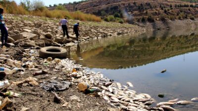 Gölette sular çekildi, binlerce balık telef oldu