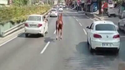 Bursa’da şaşkına çeviren olay! Karayolunda dört nala…