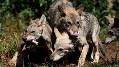Bursa’da 4 yavru kurt anne sütünden kesilerek beslenmeye başladı